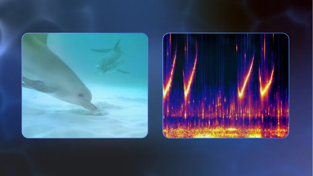 dolphingemma/